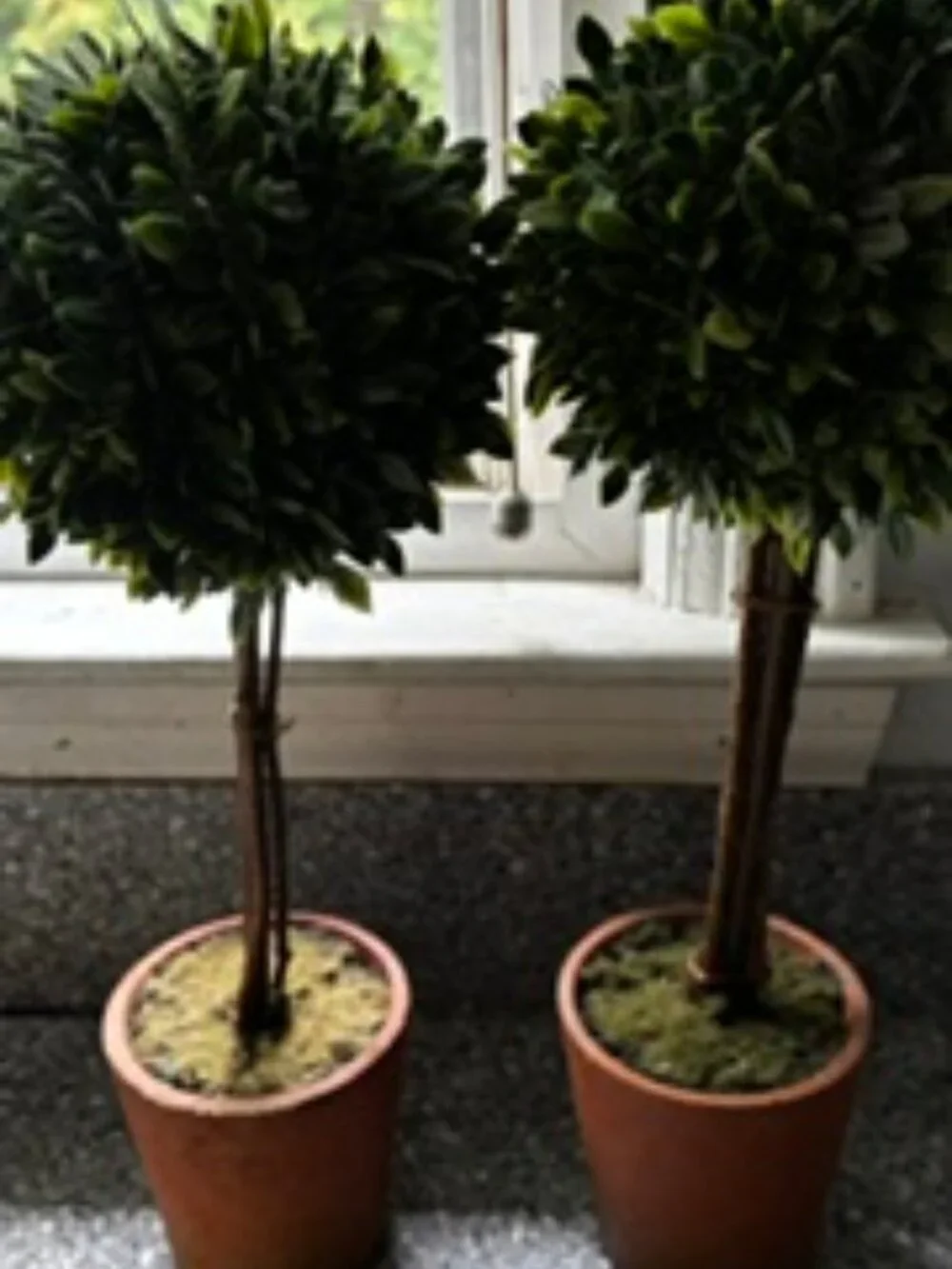 Twin Faux Boxwoods, 14
